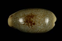 藏品(愛龍寶螺)的圖片